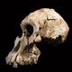 The new A. anamensis fossil.